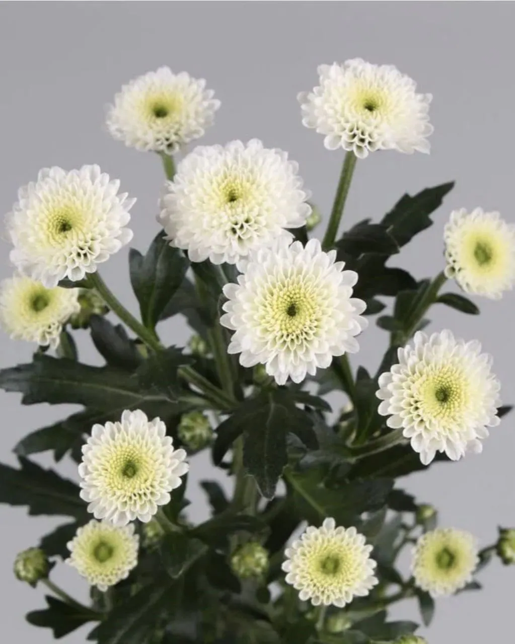 №225. Santini Calimero Snow