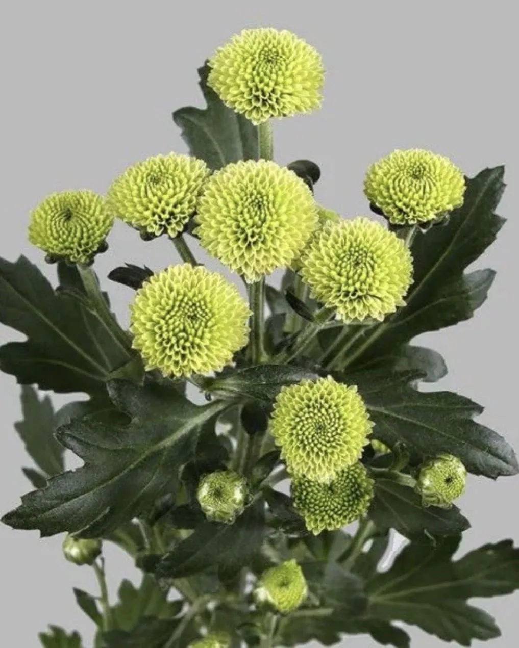 №226. Santini Calimero Green