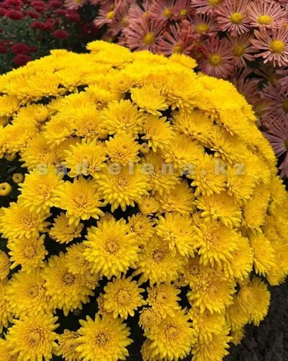 №04. Daybreak Bright Yellow
