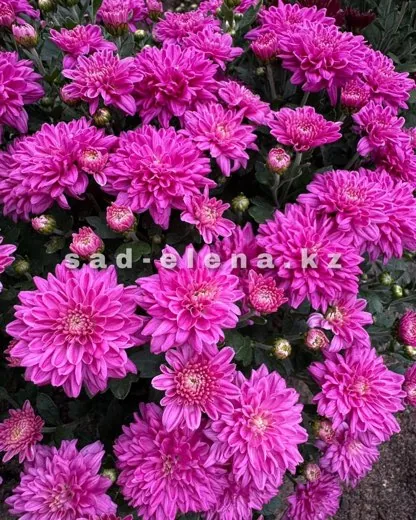 №09. Daybreak Sweet Pink