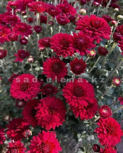 №015. Harlem Red