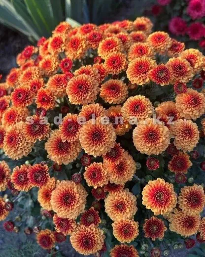 №024. Brangnom Orange