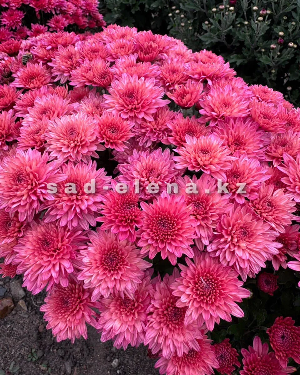 №026. Branhill Cherry