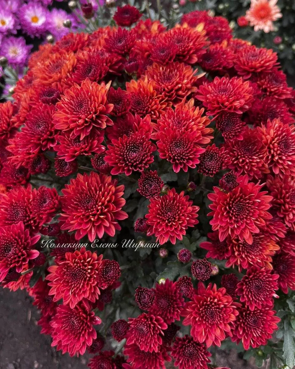 №027. Branhill Red