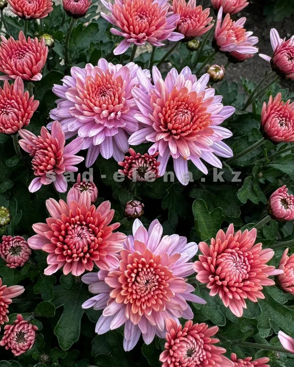 №028. Branhill Sweet Pink