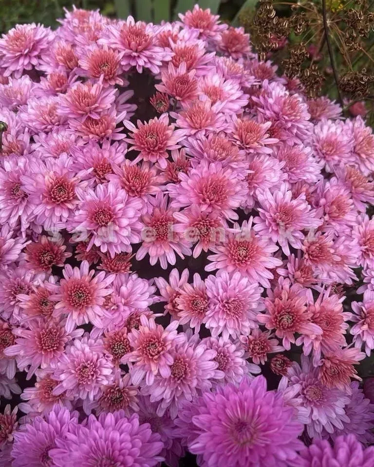 №028. Branhill Sweet Pink