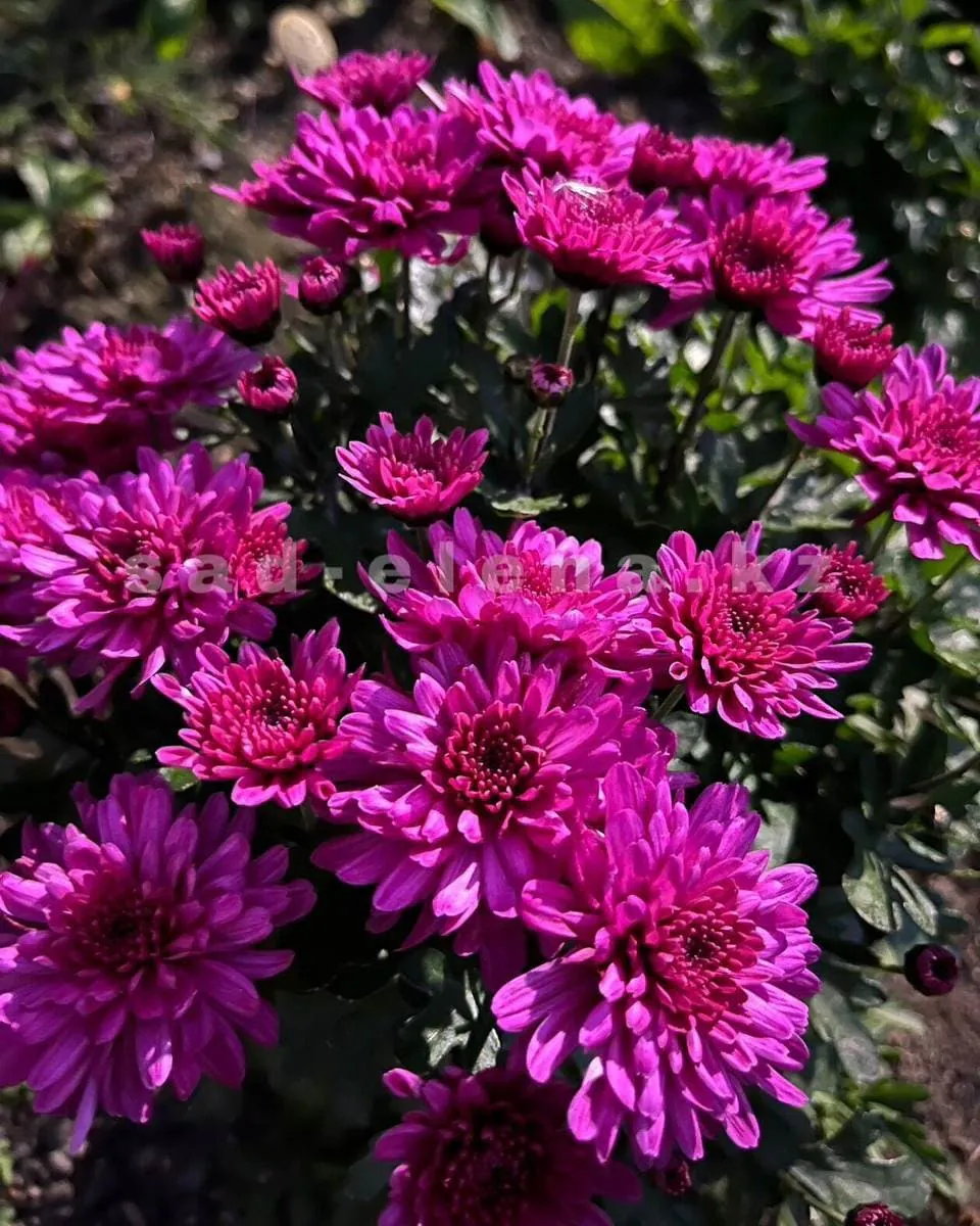 №029. Branhill Purple