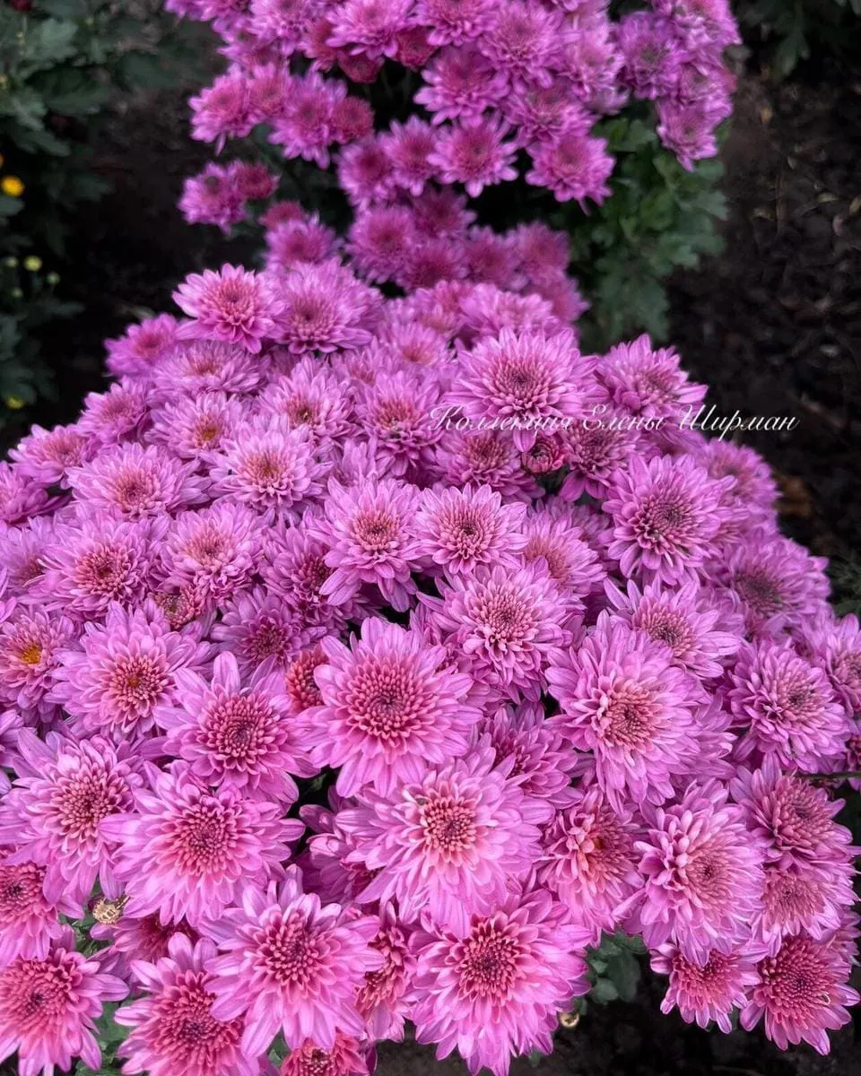 №029. Branhill Purple