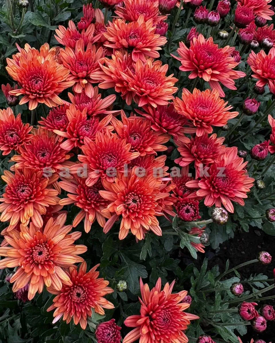 №030. Branhill Orange