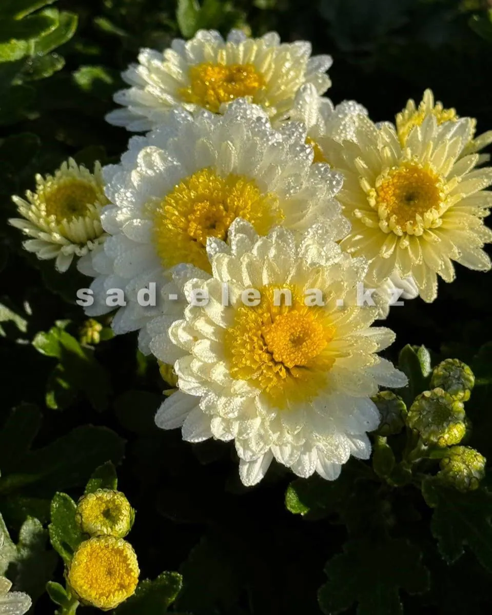 №031. Sport от Elfe White