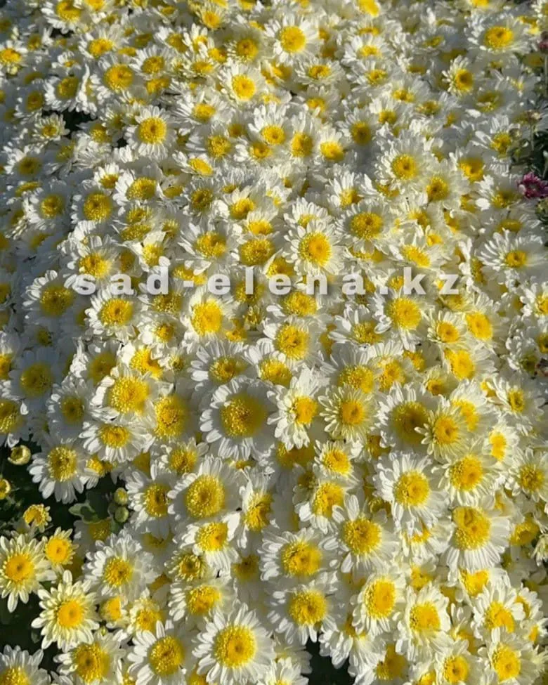 №031. Sport от Elfe White
