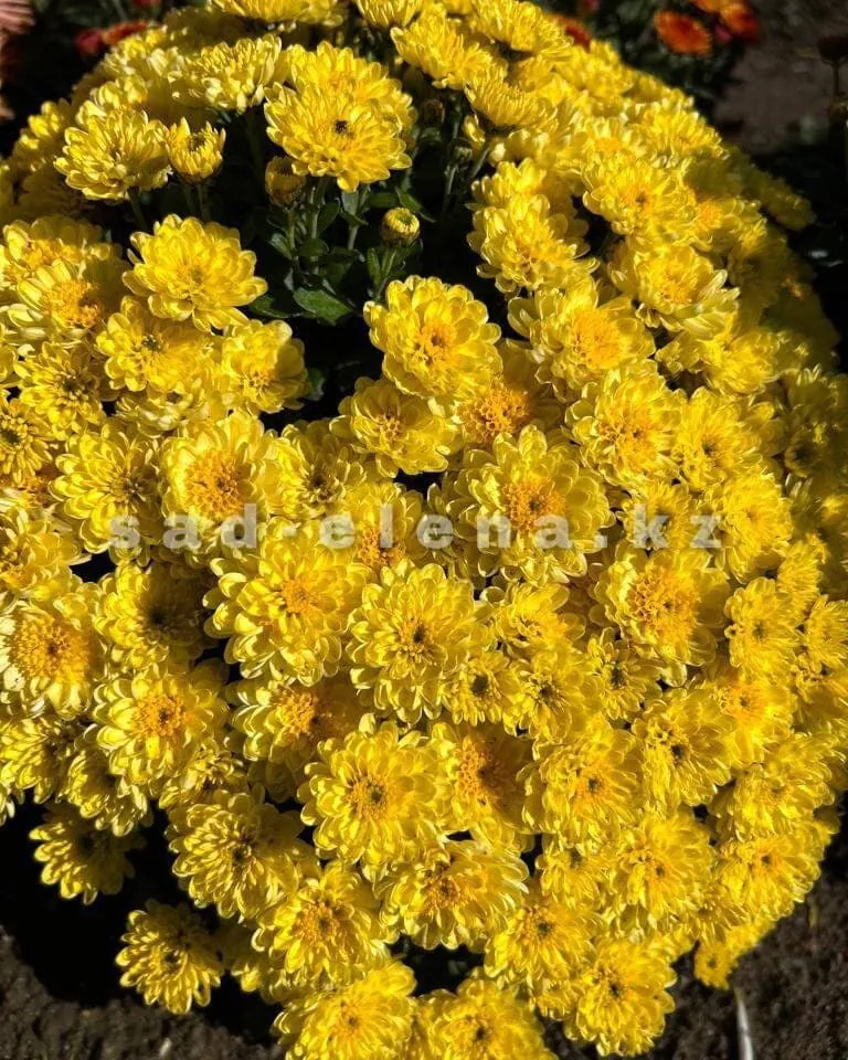№033. Elf Yellow