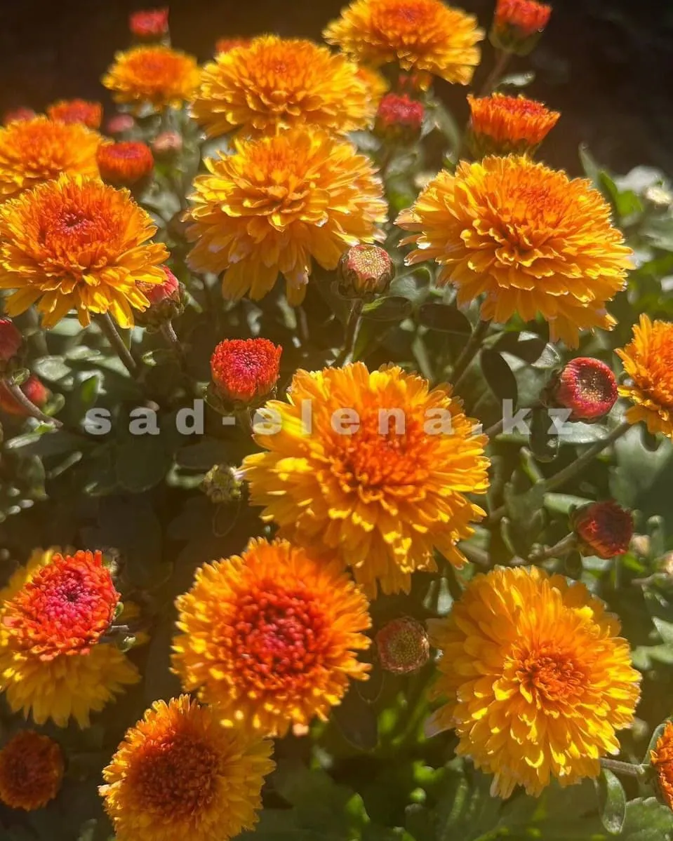 №034. Molfetta Orange