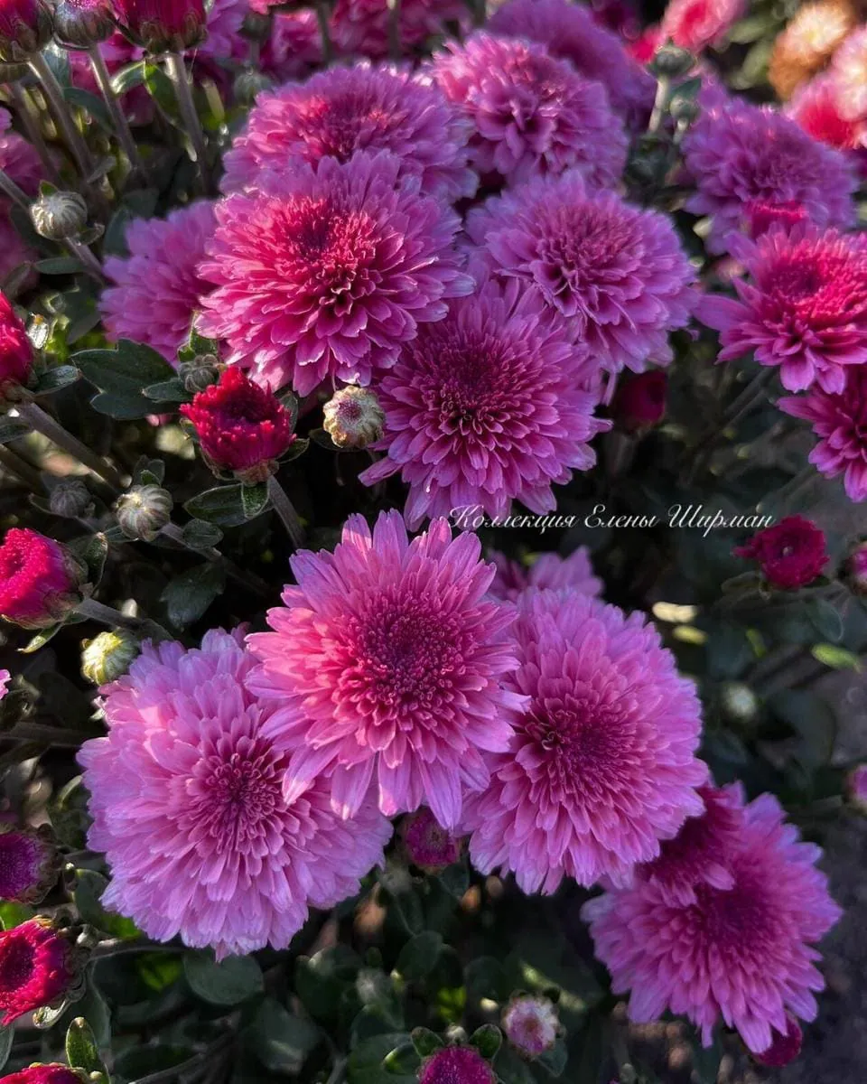 №035. Molfetta Pink