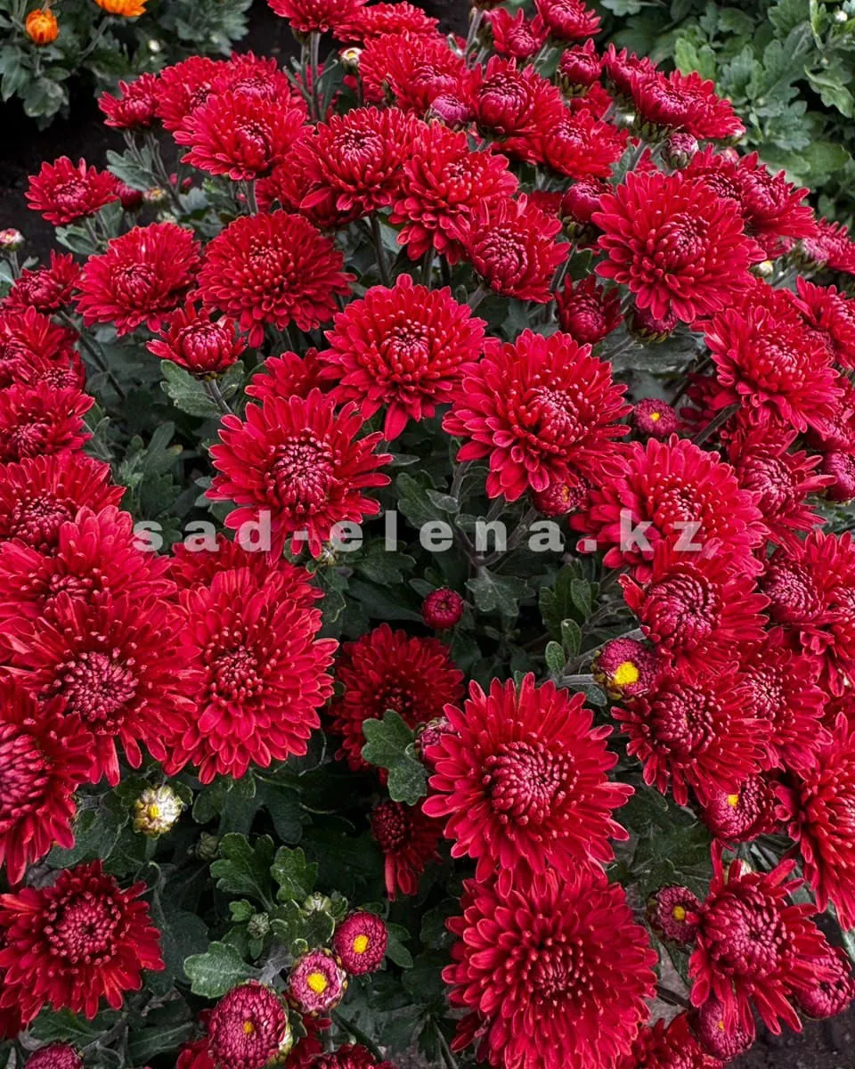 №036. Branglory Red