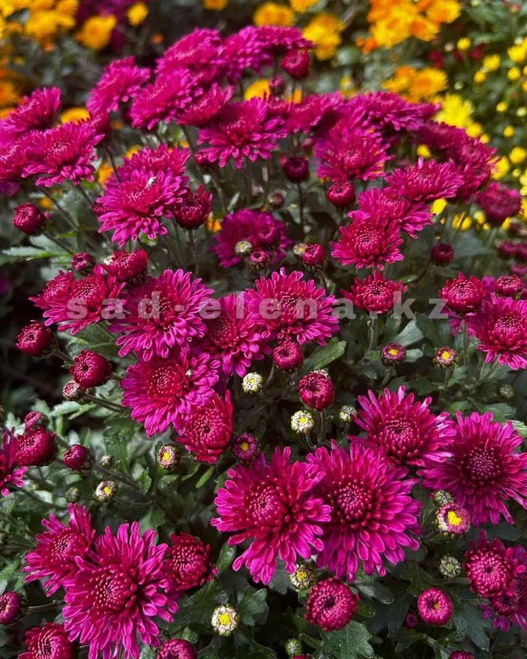 №037. Branglory Purple