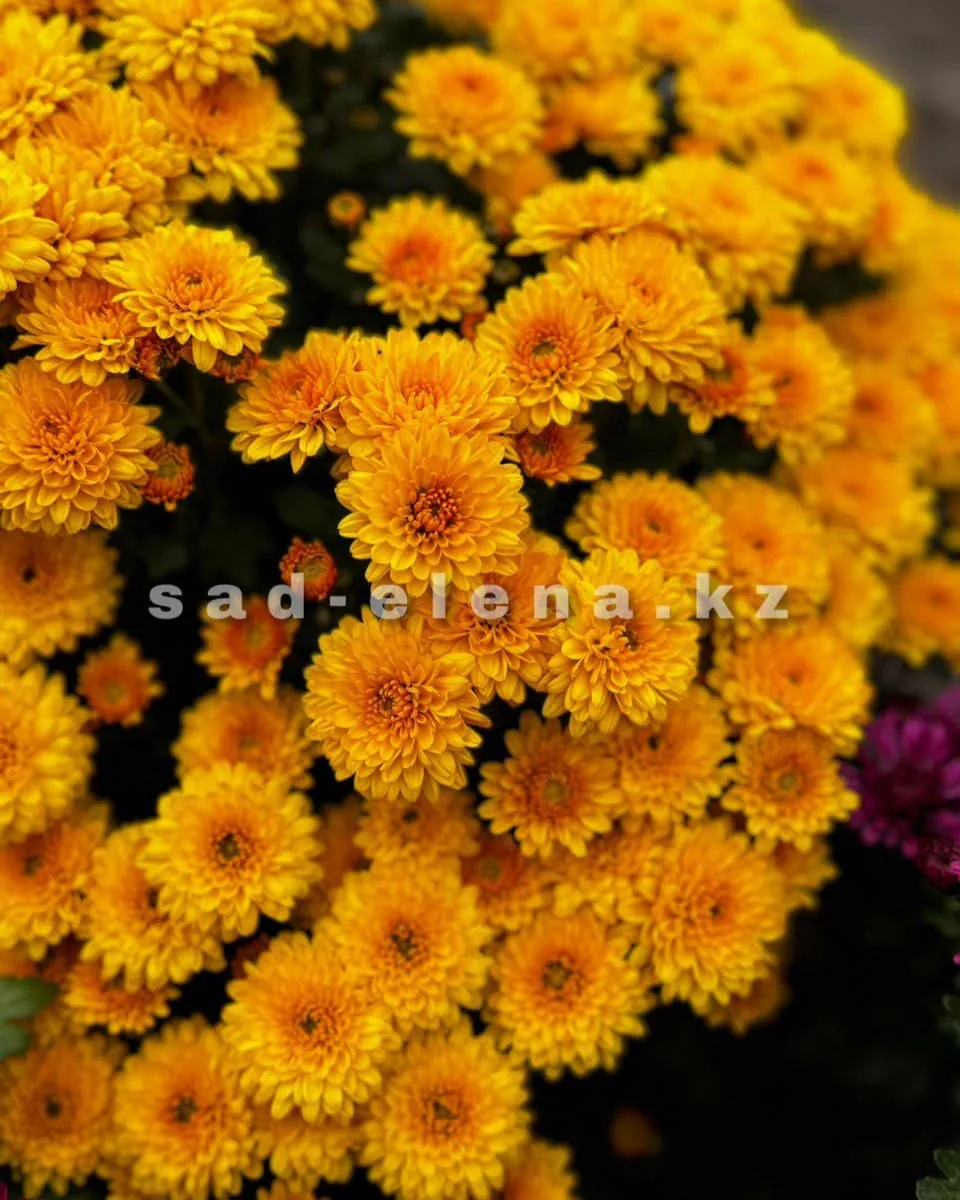 №038. Branhalo