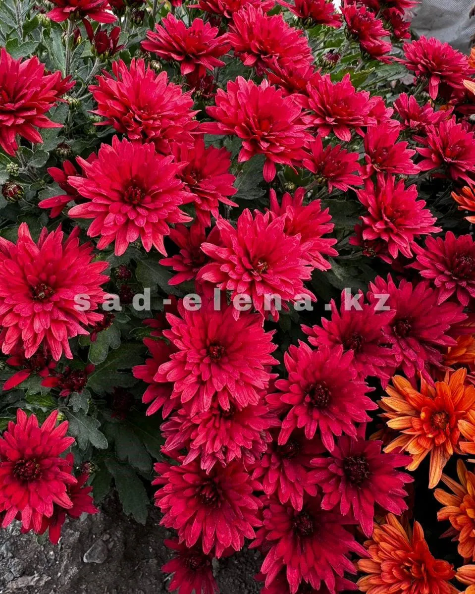 №039. Kamina Red
