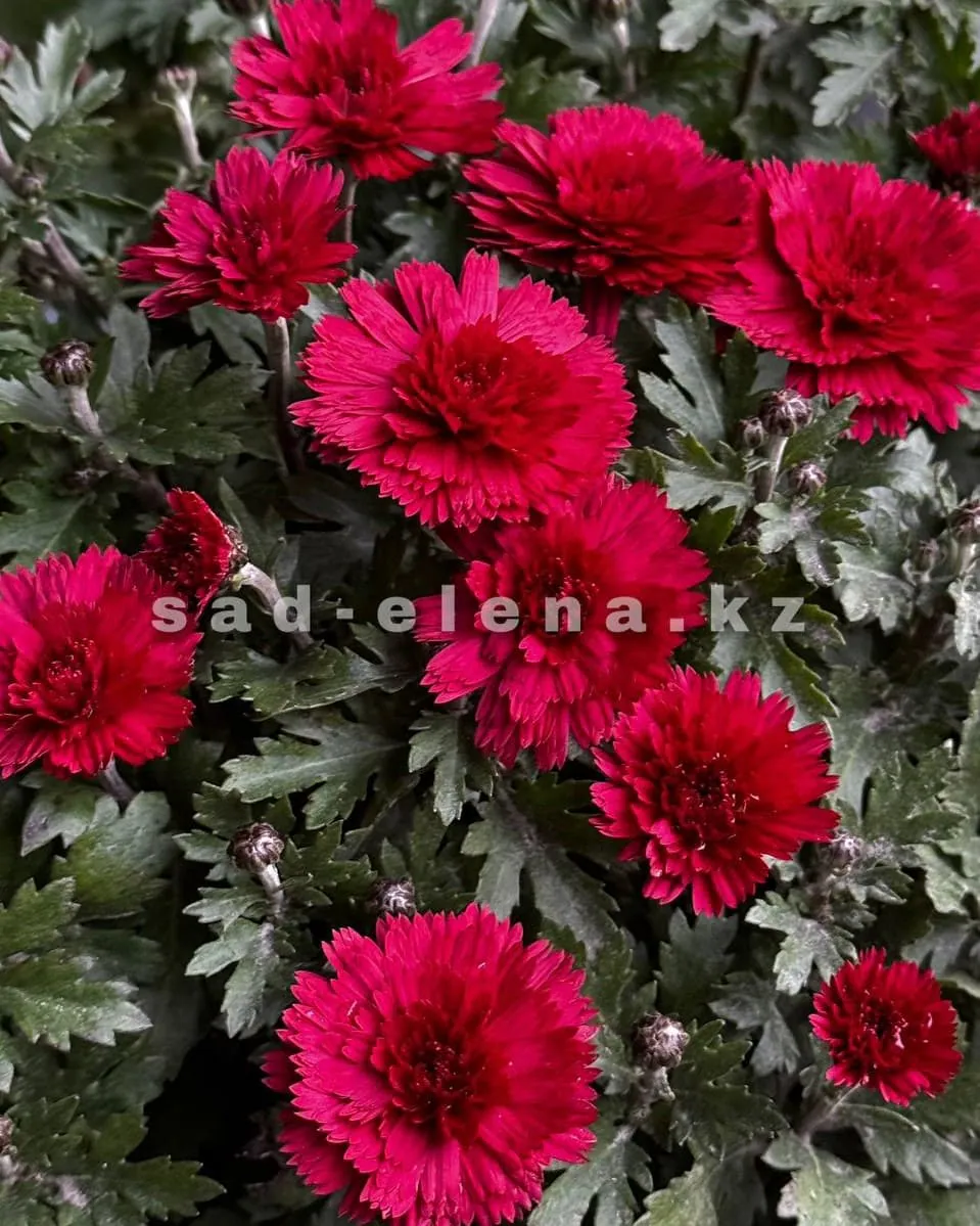 №041. Flamingo Cranberry