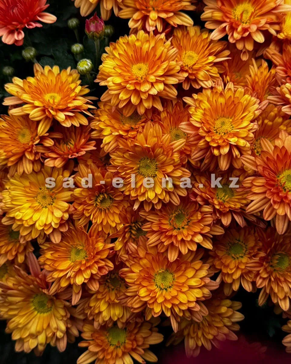 №046. Branbeach Orange