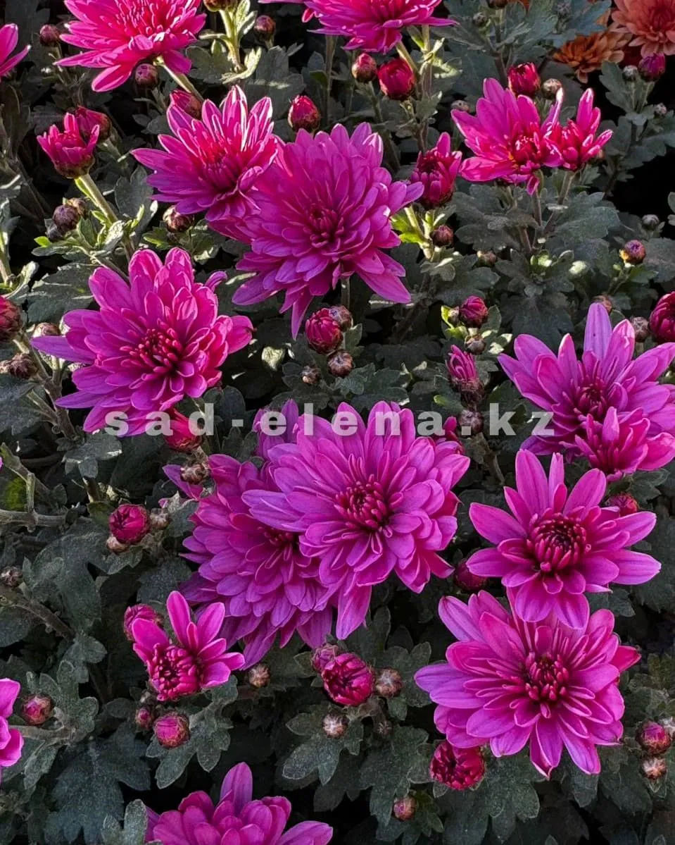 №047. Branbeach Lilac