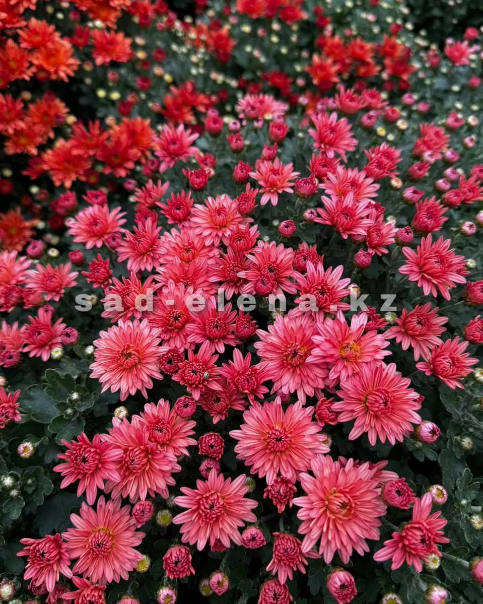 №048. Branbeach Coral