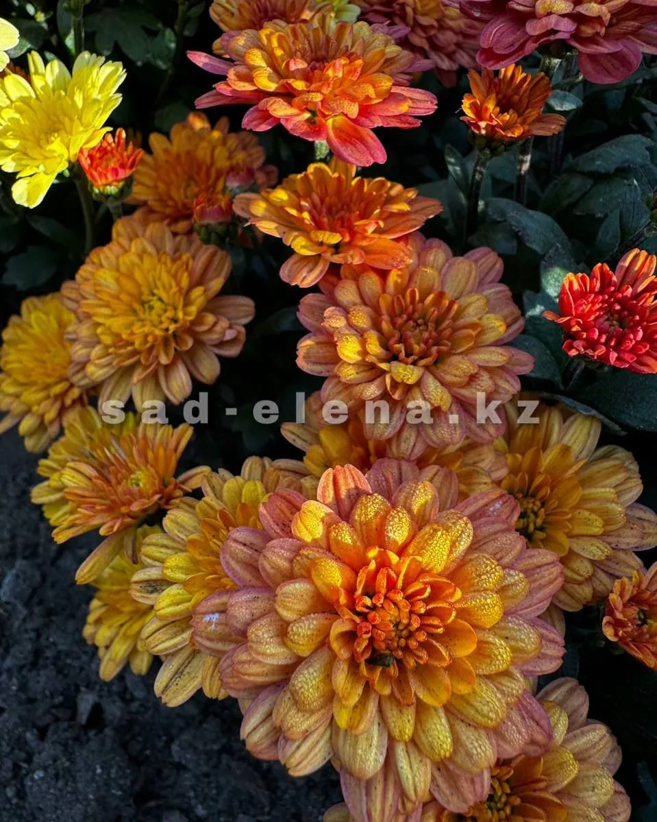 №052. Sunbeam Dito Honey