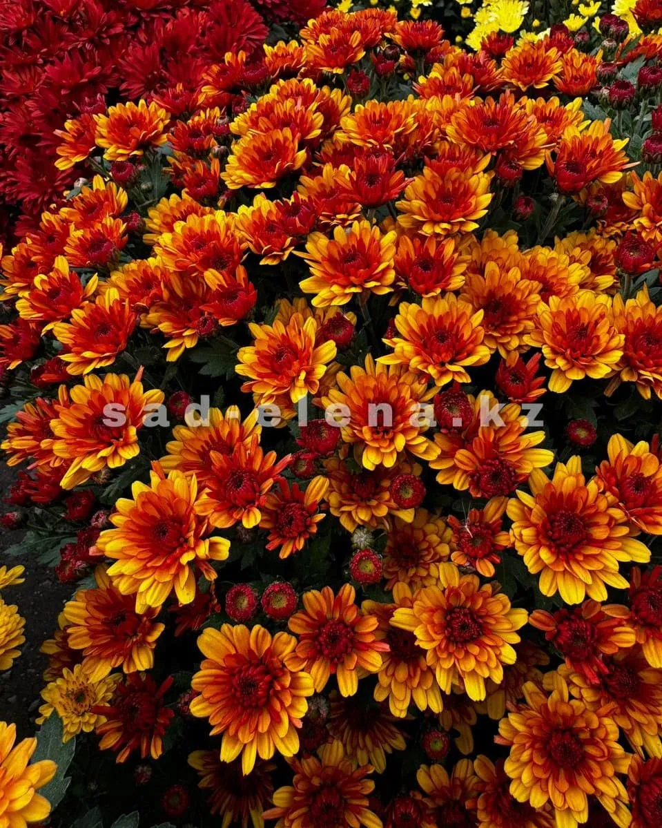 №053. Sunbeam Bronze Bicolor