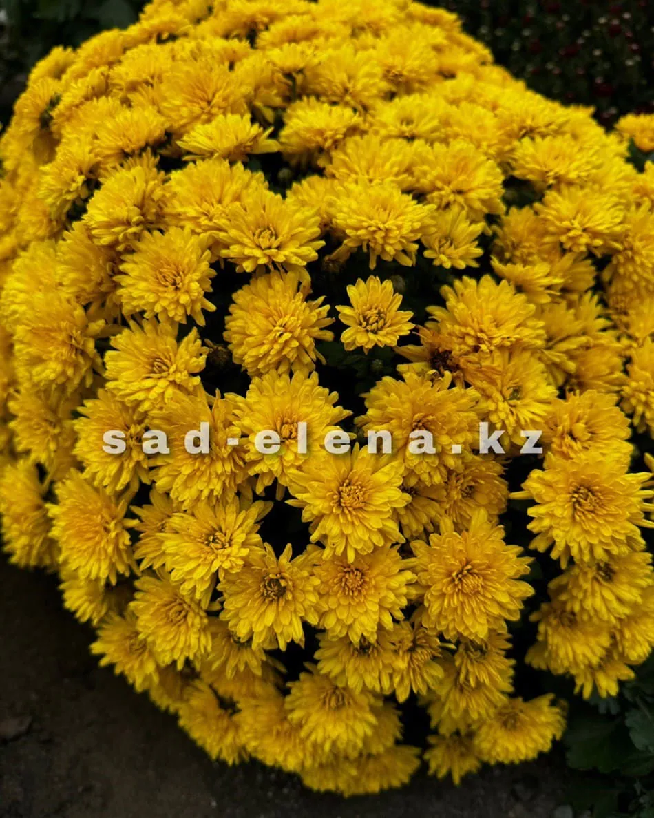 №054. Sunbeam Yellow
