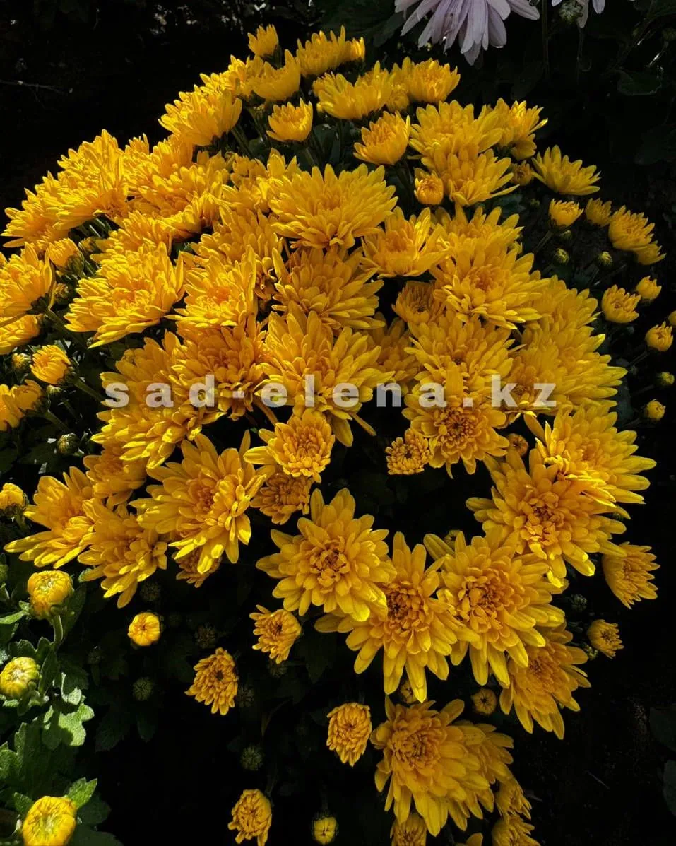 №056. Sunbeam Sanny