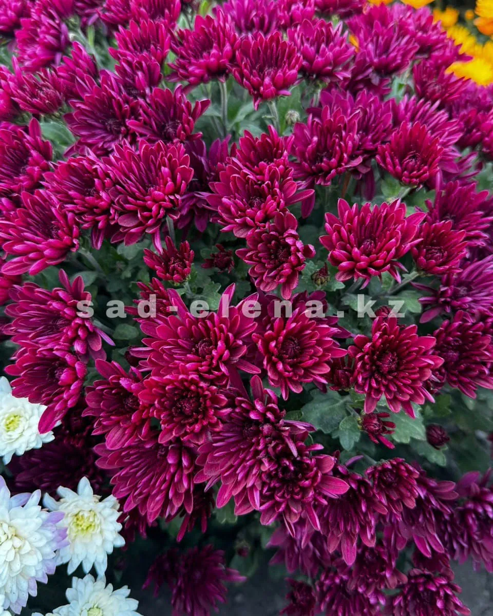 №057. Sunbeam Purple