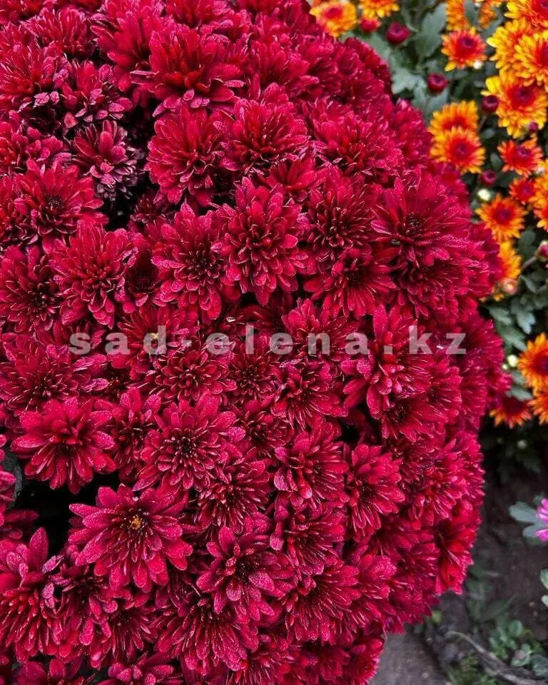 №058. Sunbeam Red