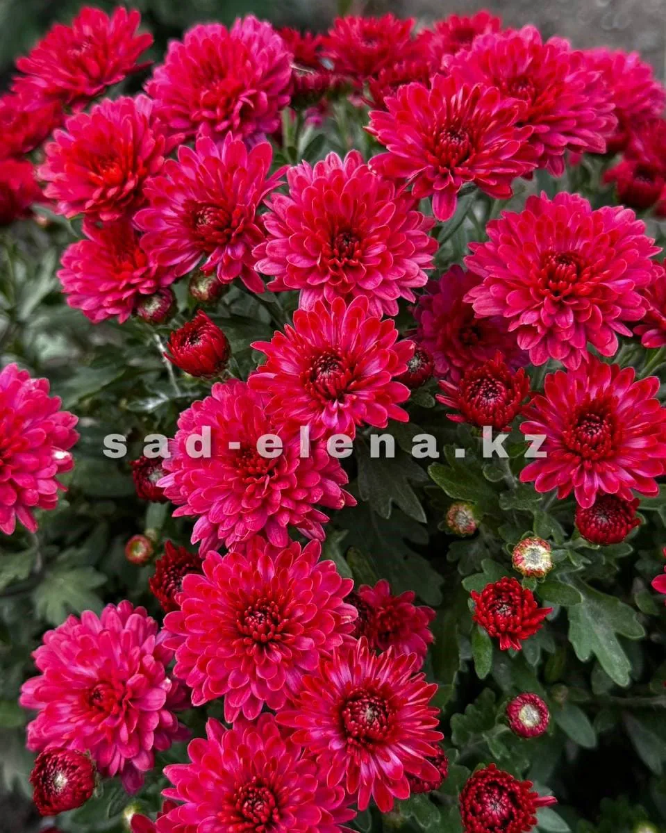 №059. Sunbeam Coral