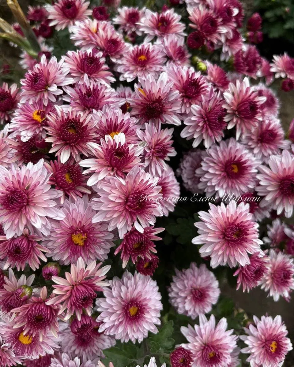 №060. Sunbeam Pink Bicolor