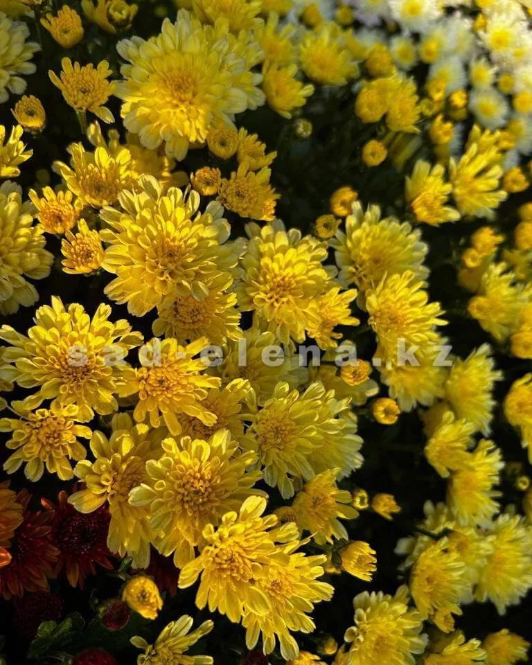 №064. Sunbeam Dito Lemon