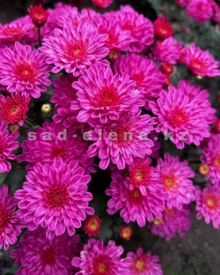 №065. Sunbeam Dito Pink