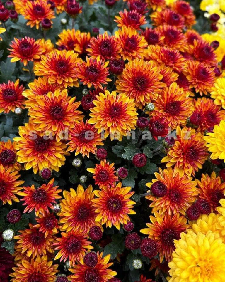 №066. Sunbeam Lively Red Bicolor