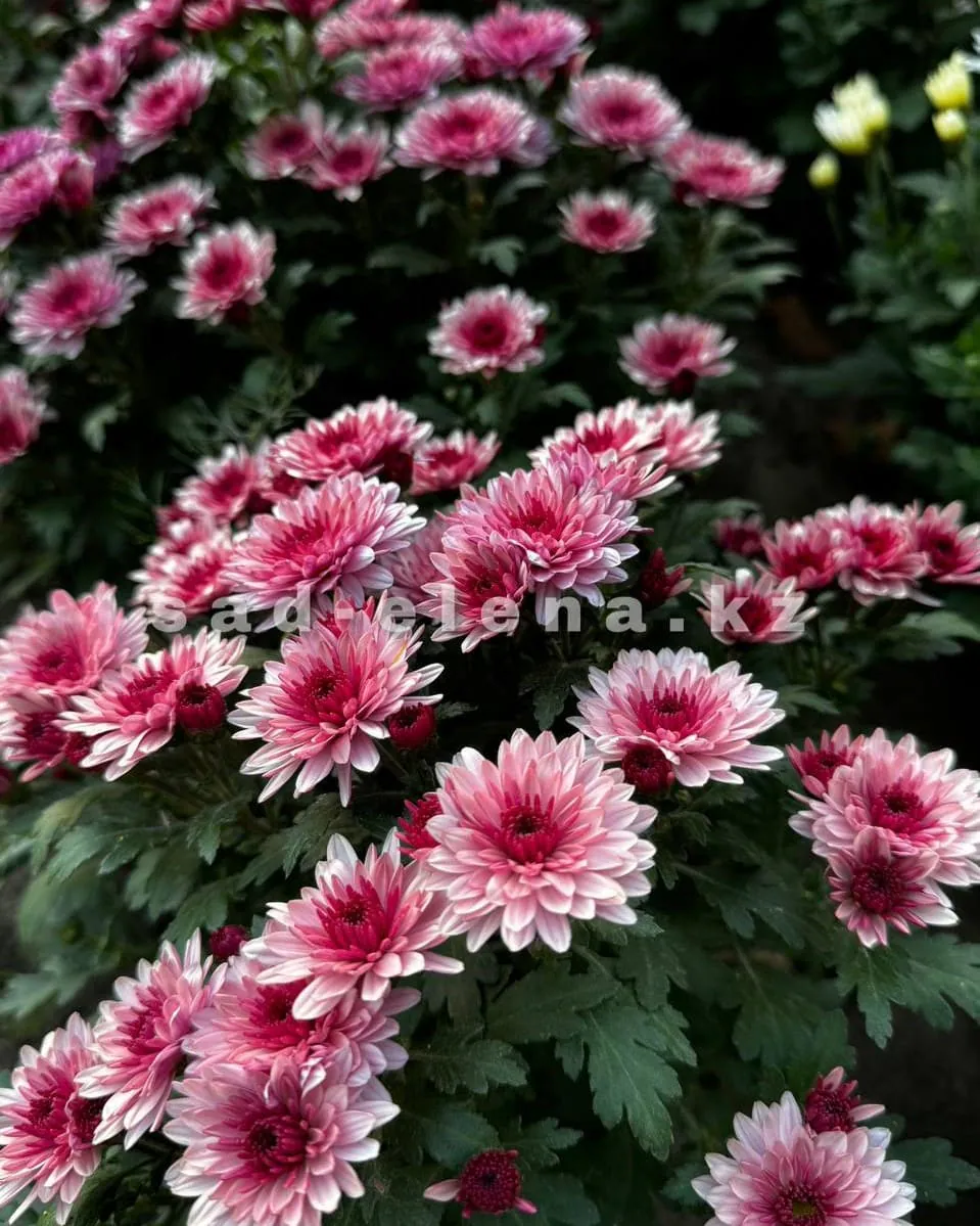 №067. Sunbeam Lively Pink Bicolor