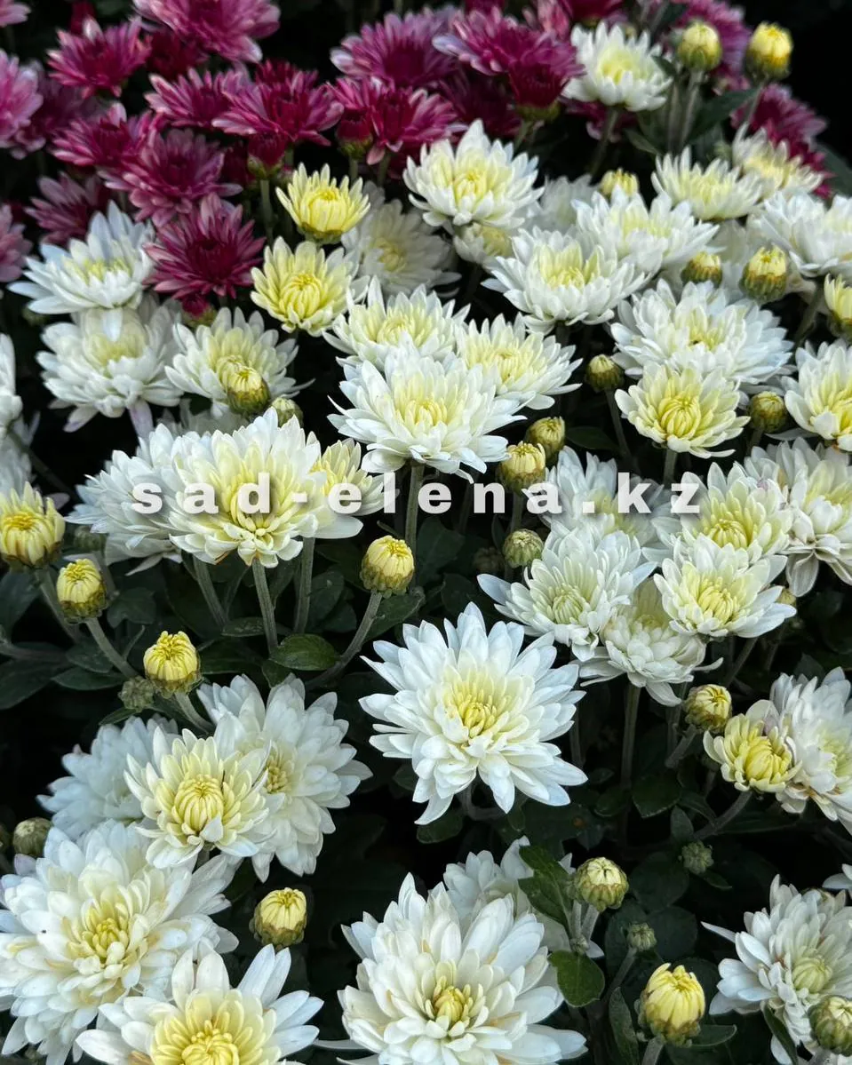 №068. Sunbeam White