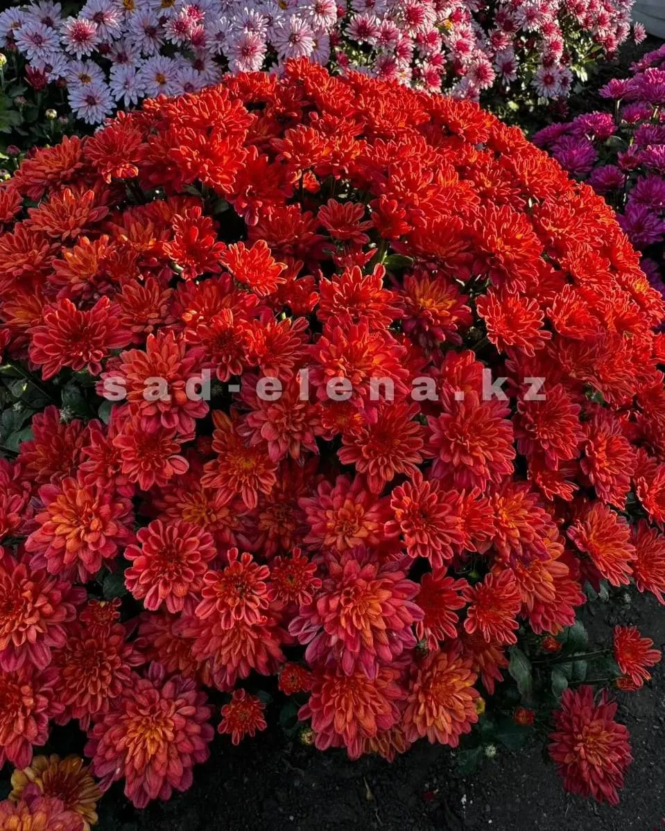 №069. Sunbeam Ditto Dark Orange