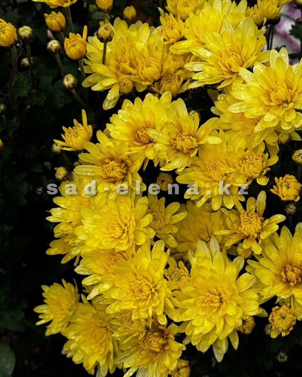 №070. Sunbeam Golden