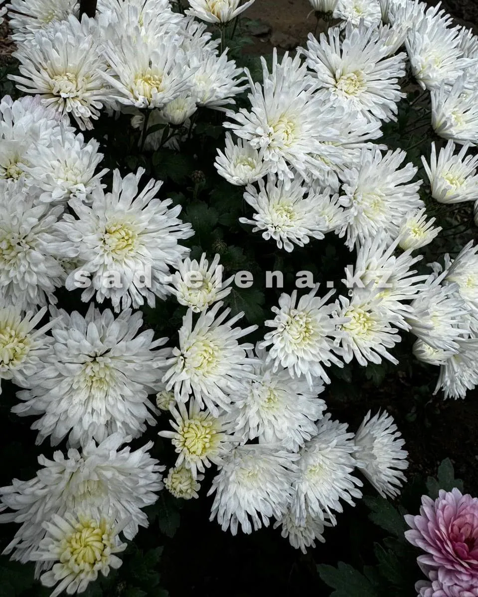 №071. Tricky White