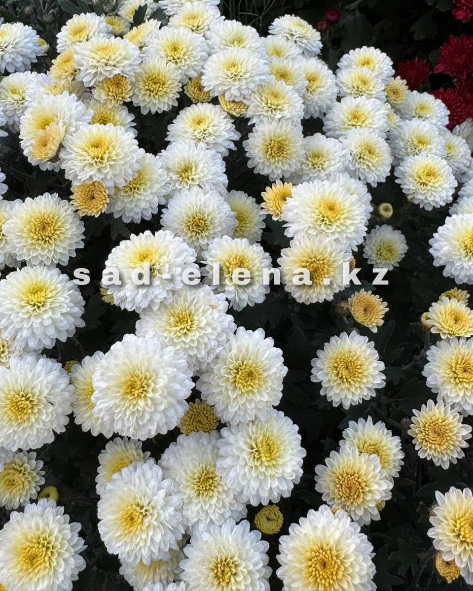 №073. Brandove White