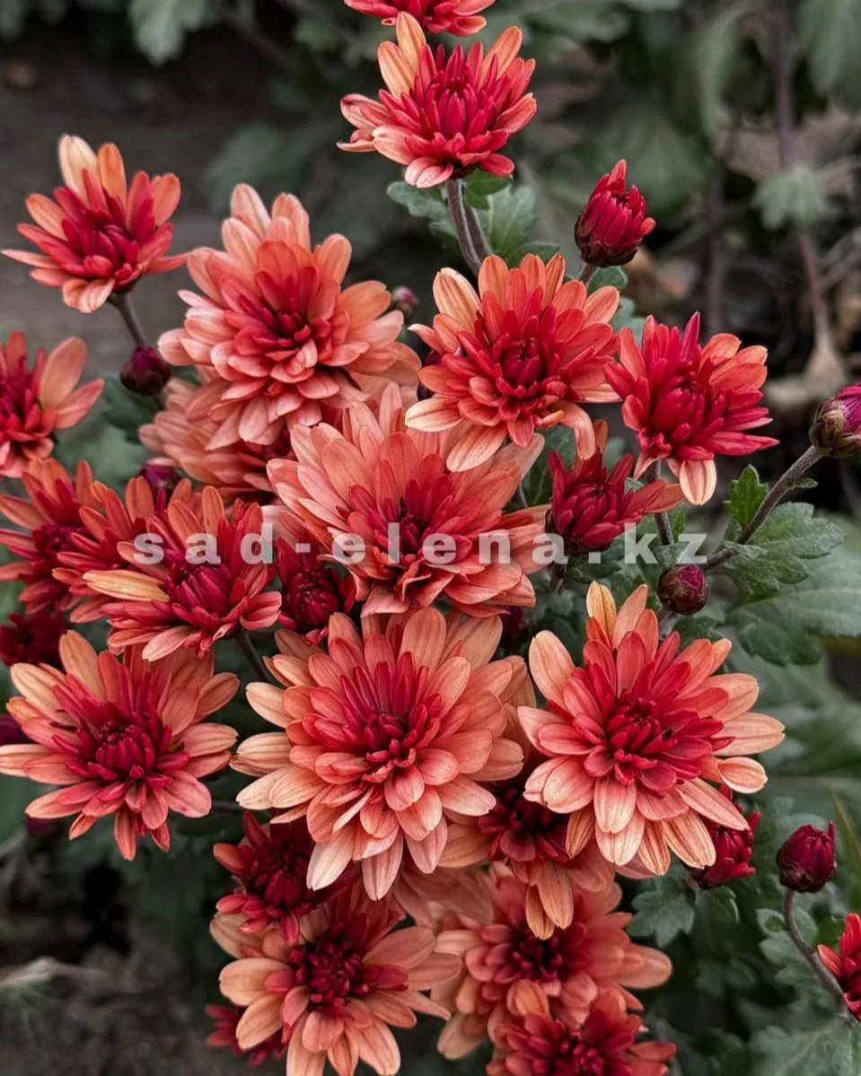 №075. Bransoud Apricot