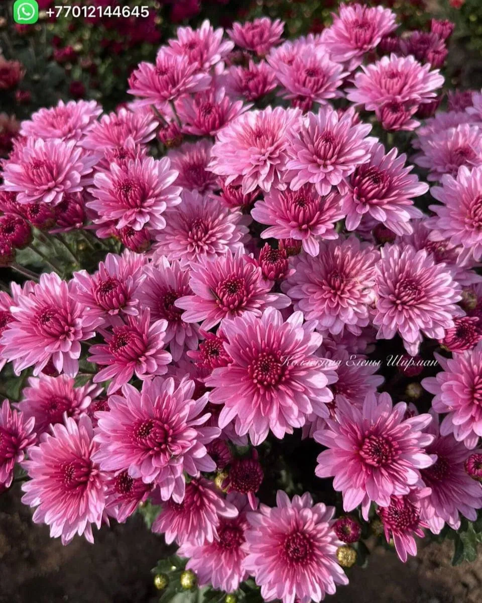 №077. Bransound Pink