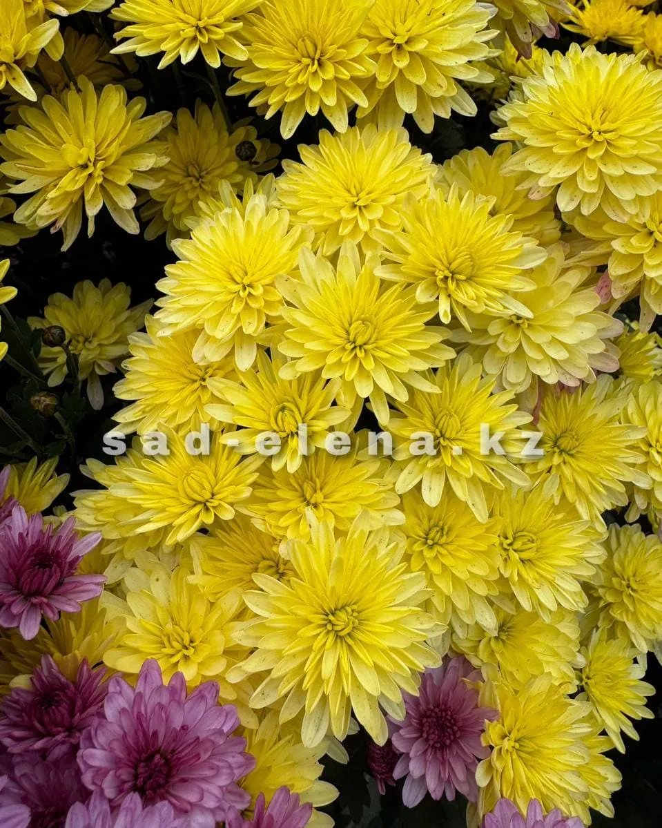 №078. Bransound Lemon