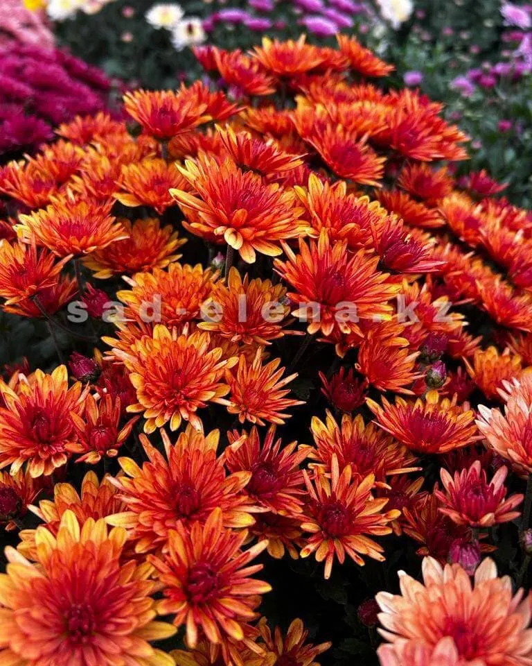 №080. Bransound dark Orange