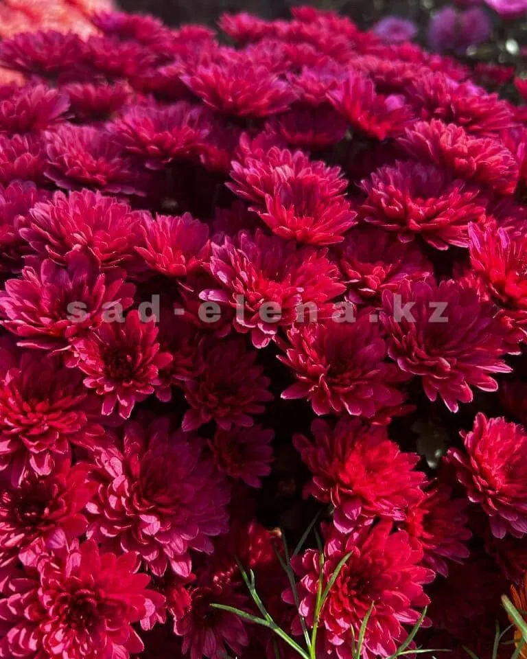 №081. Bransound Magenta