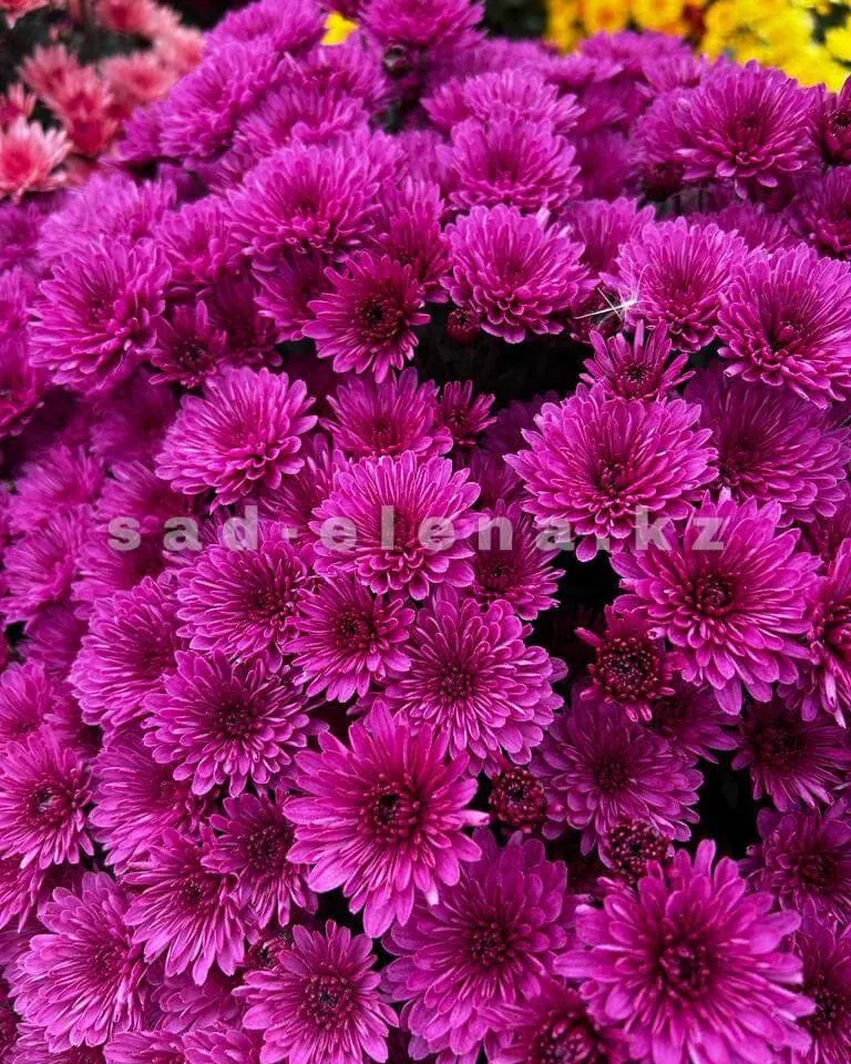 №083. Bransound Purple