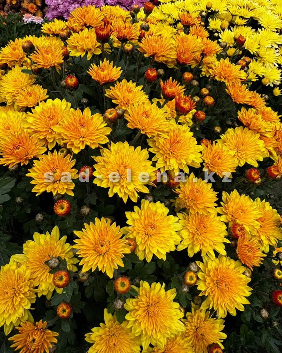 №084. Bransound Yellow